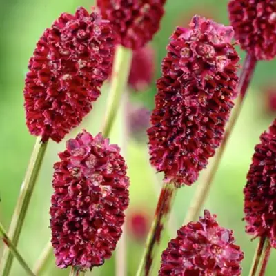 Кровохлебка ТАННА лекарственная в Слуцке