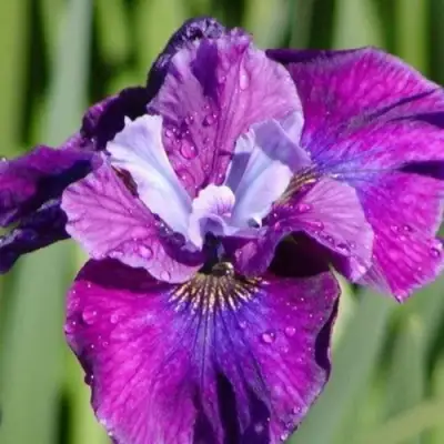 Ирис СИ Я ЛЕЙТЕР сибирский в Слуцке