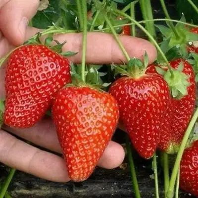 Клубника АЛЬБА в Слуцке