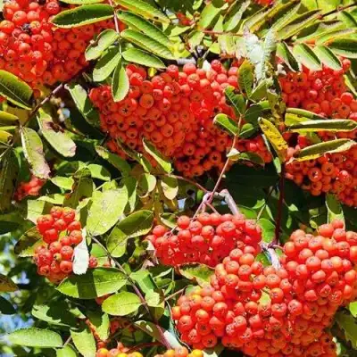 Рябина СОРБИНКА сладкоплодная в Слуцке