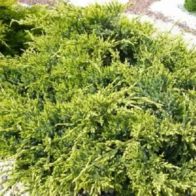 Можжевельник ГОЛД СТАР средний в Слуцке