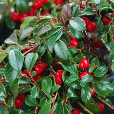 Кизильник Даммера в Слуцке