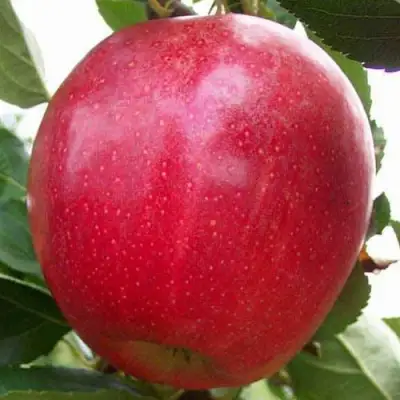 Яблоня ГАЛА МАСТ в Слуцке