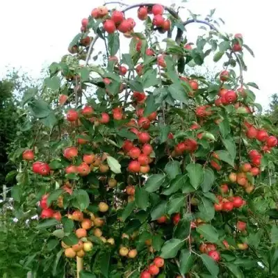 Яблоня ХЮВИНГИЕНЗИС декоративная в Слуцке