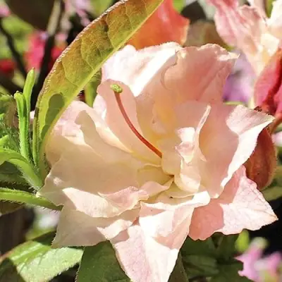 Азалия КЭННОНС ДАБЛ листопадная в Слуцке