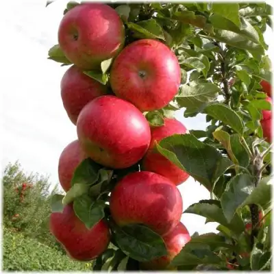 Яблоня ОСТАНКИНО колонновидная в Слуцке