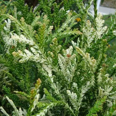 Туевик ВАРИЕГАТА долотовидный в Слуцке