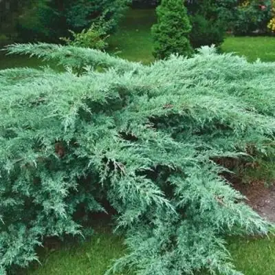Можжевельник ГРЕЙ ОУЛ виргинский  в Слуцке