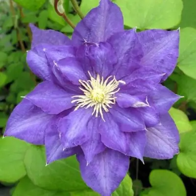 Клематис БЬЮТИ ОФ ВОЧЕСТЕР в Слуцке