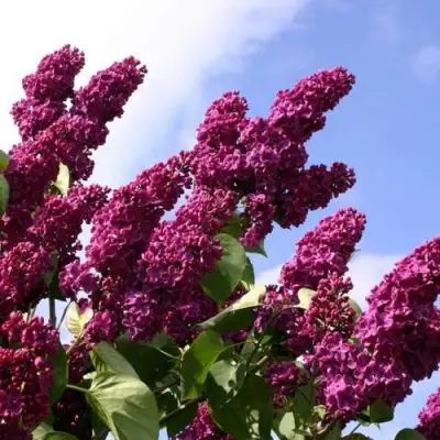 Сирень ЗНАМЯ ЛЕНИНА в Слуцке