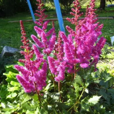 Астильба ЭЛИЗАБЕТ ВАН ВИН японская в Слуцке