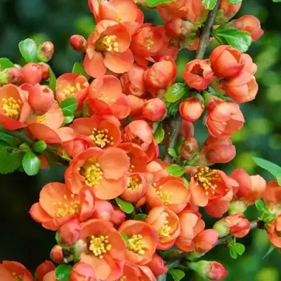 Айва ОРАНЖ ТРЕЙЛ в Слуцке