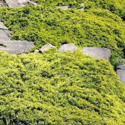 Можжевельник ГОЛДЕН КАРПЕТ горизонтальный  в Слуцке