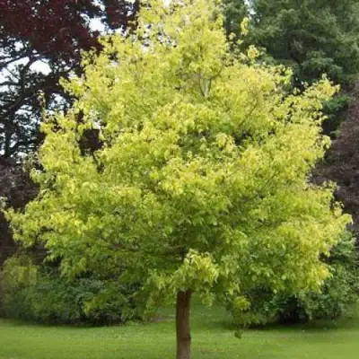 Клен ясенелистный в Слуцке