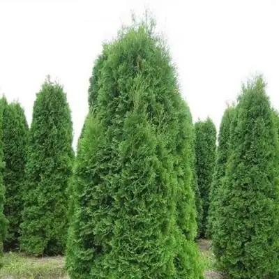 Туя КОЛУМНА западная в Слуцке
