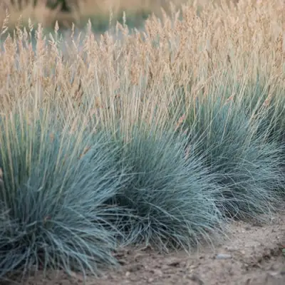 Овсяница АЙСФОГЕЛЬ сизая в Слуцке