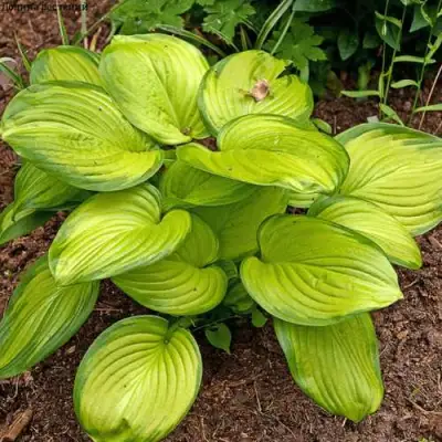 Хоста СТЕЙНД ГЛАСС гибридная в Слуцке