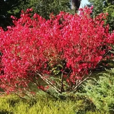 Бересклет ЕВРОПЕЙСКИЙ в Слуцке