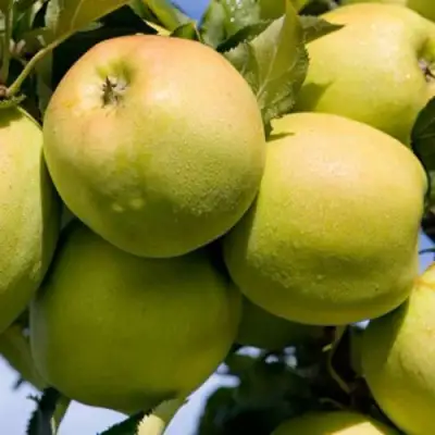 Яблоня МУТСУ в Слуцке