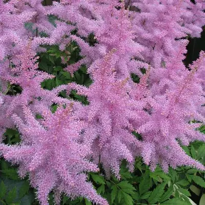 Астильба ГИАЦИНТ Арендса в Слуцке