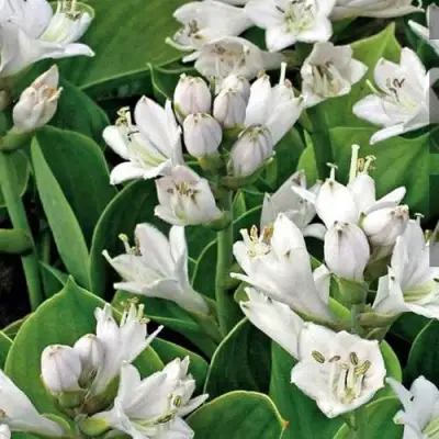 Хоста МОНСТЕР ИРЗ гибридная в Слуцке