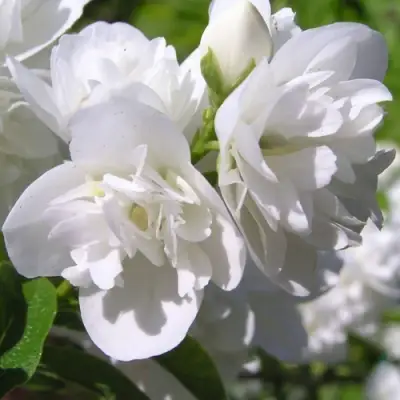 Жасмин ЖИРАНДОЛЬ в Слуцке