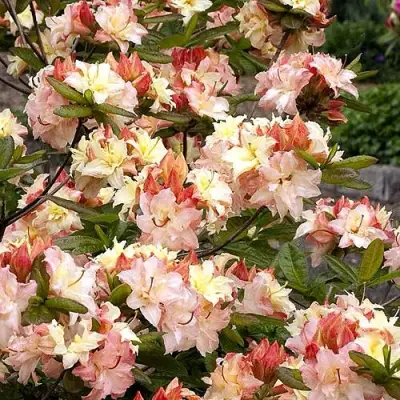 Азалия КЭННОНС ДАБЛ листопадная в Слуцке