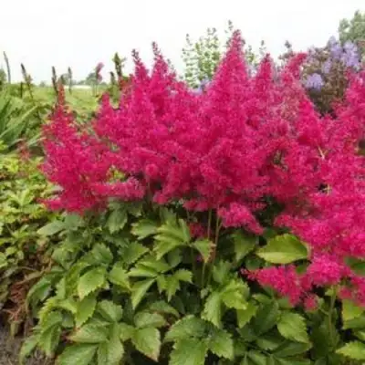 Астильба САННИ ДЕЙ гибридная в Слуцке