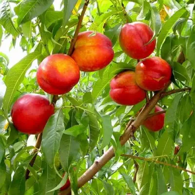 Нектарин ХАРБЛЕЙЗ в Слуцке