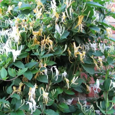 Жимолость ХАЛЛИАНА японская (Хелиана) в Слуцке