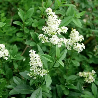 Бирючина обыкновенная АТРОВИРЕНС в Слуцке