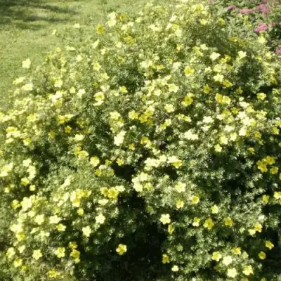 Лапчатка КЛОНДАЙК кустарниковая в Слуцке