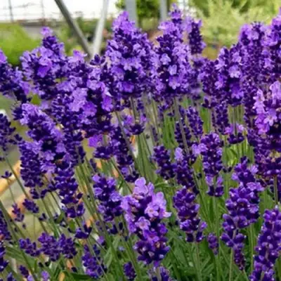 Лаванда ХИДКОТ БЛЮ узколистная в Слуцке
