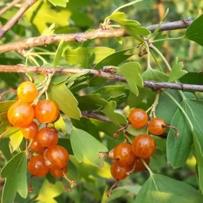 Смородина золотистая ЛЯЙСАН в Слуцке