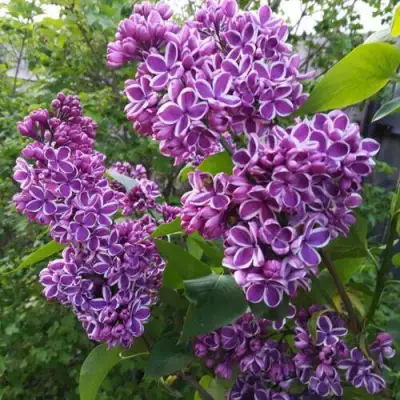 Сирень СЕНСАЦИЯ в Слуцке