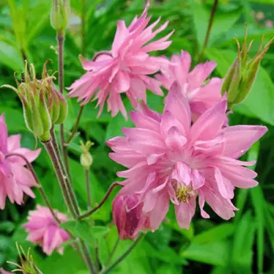 Аквилегия БАРЛОУ ПИНК гибрид МакКаны в Слуцке