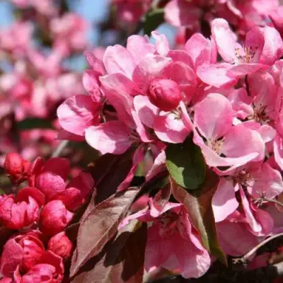 Яблоня РУДОЛЬФ декоративная  в Слуцке