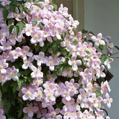 Клематис ГОРНЫЙ в Слуцке