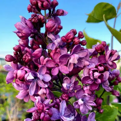 Сирень ВИОЛЕТТА в Слуцке