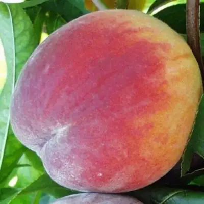 Персик ТОП СВИТ в Слуцке