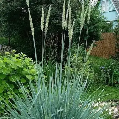 Элимус БЛЮ ДЮН песчаный в Слуцке