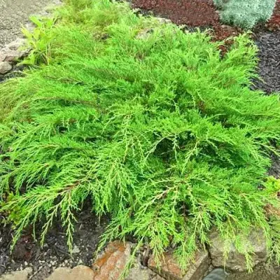 Микробиота ЯКОБСЕН перекрестнопарная в Слуцке