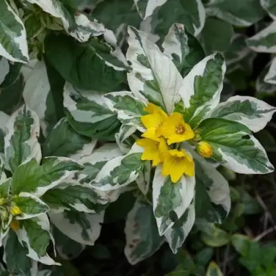 Вербейник АЛЕКСАНДР точечный в Слуцке