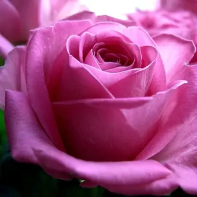 Роза ЭЙФЕЛЕВА БАШНЯ чайно-гибридная в Слуцке