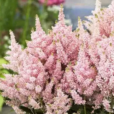 Астильба ЮНИК САЛМОН гибридная в Слуцке