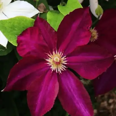 Клематис МАЗОВШЕ в Слуцке