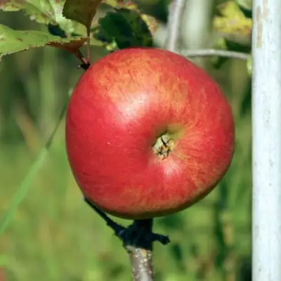 Яблоня ДЫЯМЕНТ в Слуцке