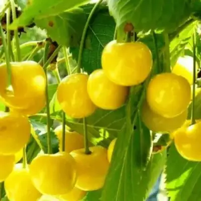 Черешня ПОДСНЕЖНИК в Слуцке