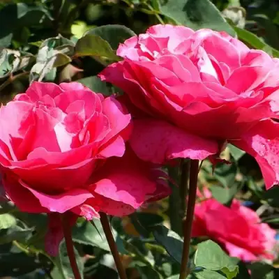 Роза ВИЕН РОУЗ чайно-гибридная в Слуцке