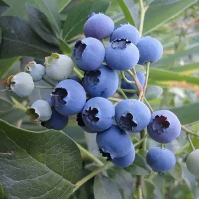 Голубика ЛЕГАЦИЯ в Слуцке